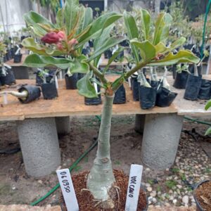 0609 50 Rosa do Deserto Volcano