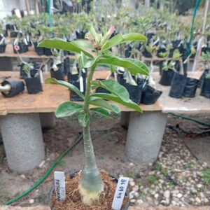 0609 49 Rosa do Deserto Pathumma