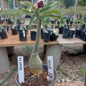 0609 46 Rosa do Deserto Oliver