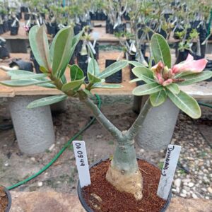 0609 44 Rosa do Deserto Dunhuang 2