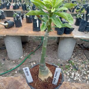 0609 43 Rosa do Deserto Snow Pink