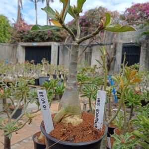 0809 01 Rosa do Deserto Miss Rondonia