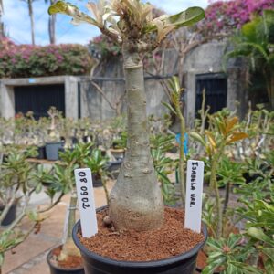 0809 02 Rosa do Deserto Isabela Variegata