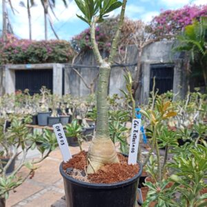 0809 03 Rosa do Deserto Ceu Estrelado