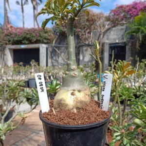 0809 04 Rosa do Deserto Viuva Negra Dobrada