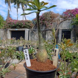 0809 05 Rosa do Deserto Dakota