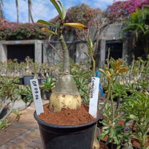 0809 06 Rosa do Deserto Estrelinha