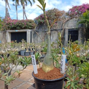 0809 07 Rosa do Deserto Ceu Estrelado