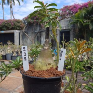 0809 08 Rosa do Deserto Mimosa