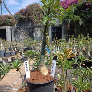 0809 09 Rosa do Deserto Snow Pink