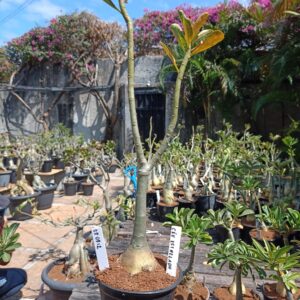 0809 12 Rosa do Deserto Ceu Estrelado