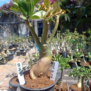 0809 13 Rosa do Deserto Amor de Mãe