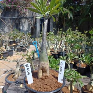 0809 14 Rosa do Deserto C. Terrace