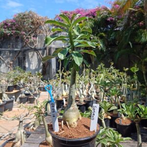 0809 16 Rosa do Deserto Saturno