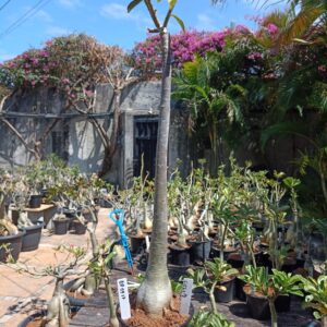 0809 17 Anaconda Ciclope