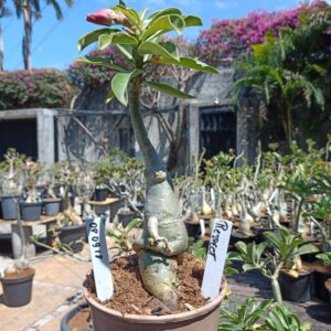 0809 18 Rosa do Deserto Respect