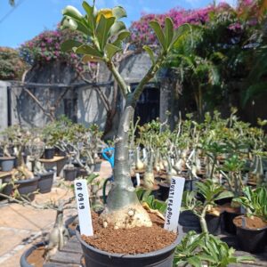 0809 19 Rosa do Deserto Multiflorum