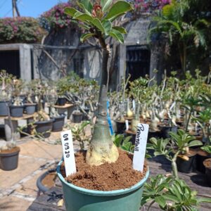 0809 20 Rosa do Deserto Paraibana