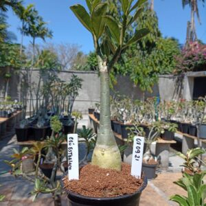 0809 21 Rosa do Deserto Ceu estrelado