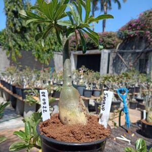 0809 22 Rosa do Deserto Saturno