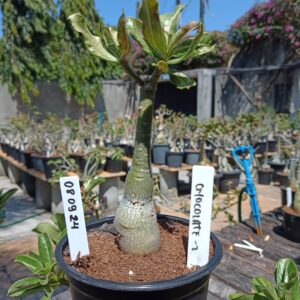 0809 24 Rosa do Deserto Chocolate 2