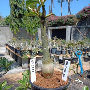 0809 26 Rosa do Deserto Variegata Porcelana