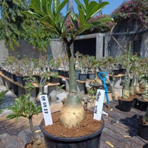 0809 28 Rosa do Deserto Triple Wish