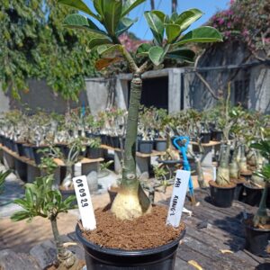 0809 29 Rosa do Deserto Mei Xiang 2