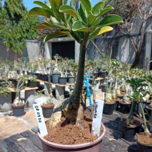 0809 30 Rosa do Deserto Vampira