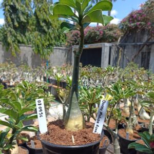 0809 56 Rosa do Deserto Double Medusa Roxa