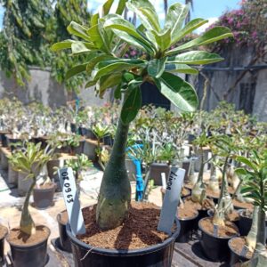 0809 63 Rosa do Deserto Linda