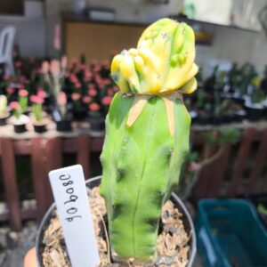 0809 06 Mertilocacto geometrazans Cristata variegata