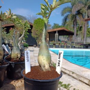 0909 04 Rosa do Deserto Snow Pink