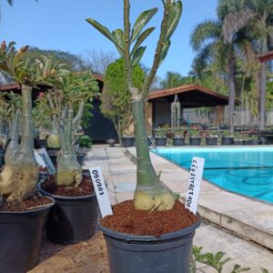 0909 07 Rosa do Deserto Ceu Estrelado