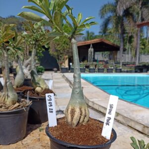 0909 28 Rosa do Deserto Snow Pink