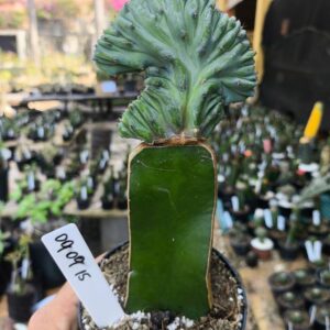 0909 15 Cacto Myrtillocactus Geometrizans cristata