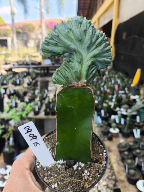 0909 15 Cacto Myrtillocactus Geometrizans cristata