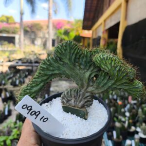 0909 10 Cacto Myrtillocactus Geometrizans cristata