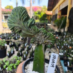 0909 09 Cacto Myrtillocactus Geometrizans cristata