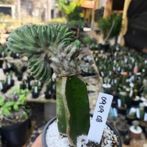 0909 08 Cacto Myrtillocactus Geometrizans cristata