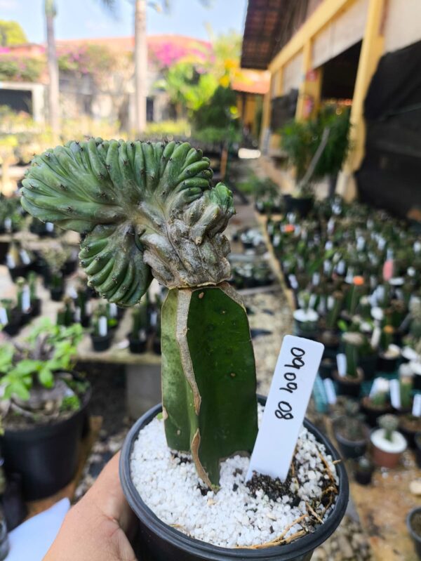 0909 08 Cacto Myrtillocactus Geometrizans cristata