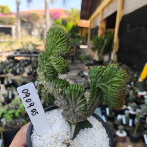 0909 05 Cacto Myrtillocactus Geometrizans cristata