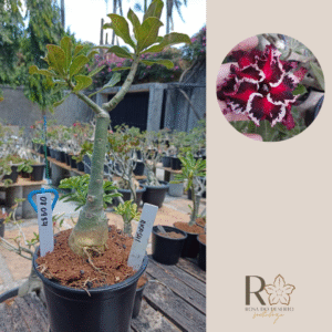 0809 84 Rosa do Deserto Akachi