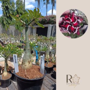 0809 60 Rosa do Deserto Akachi