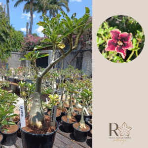 0809 58 Rosa do Deserto Grape Essence