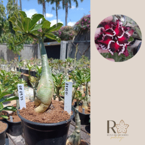 0809 55 Rosa do Deserto Akachi