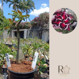 0809 47 Rosa do Deserto Akachi