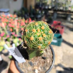 1009 01 Cacto Gymnocalycium Angelae