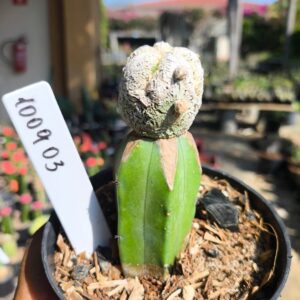 1009 03 Cacto SnowBall