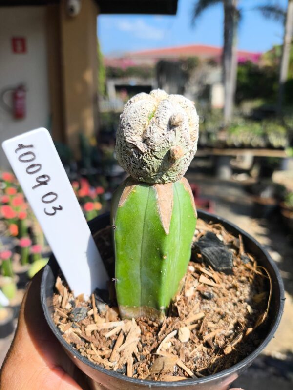 1009 03 Cacto SnowBall